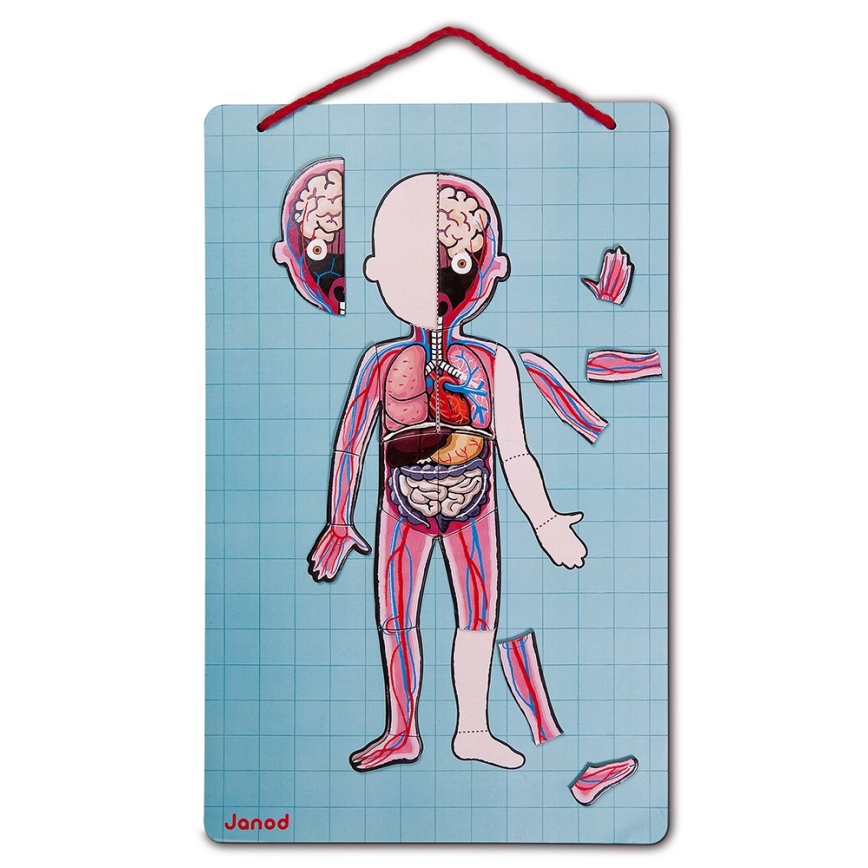 Janod - Puzzle magnético BODYMAGNET cuerpo humano