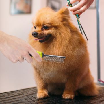 Nobleza - Peine para perros y gatos Verde